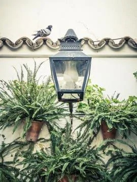 Flowers Stock Photos