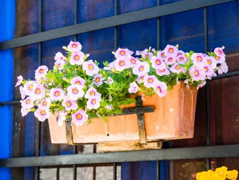 Flowers Stock Photos