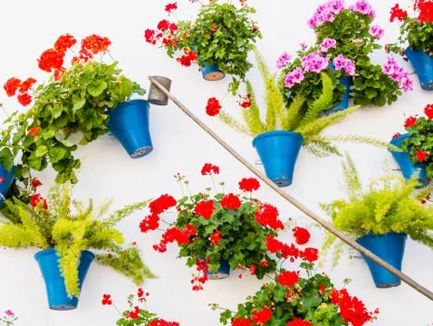 Flowers Stock Photos