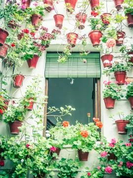 Flowers Stock Photos