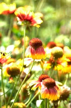 Flowers Stock Photos