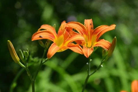 Flowers Stock Photos