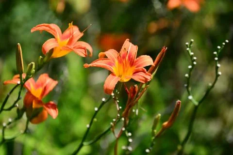 Flowers Stock Photos