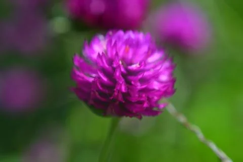 Flowers Stock Photos