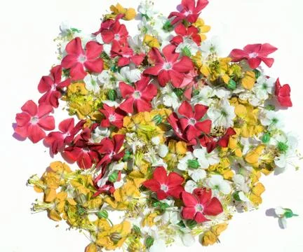 Flowers Stock-Fotos