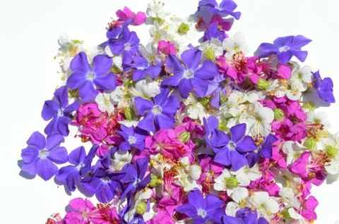 Flowers Stock Photos