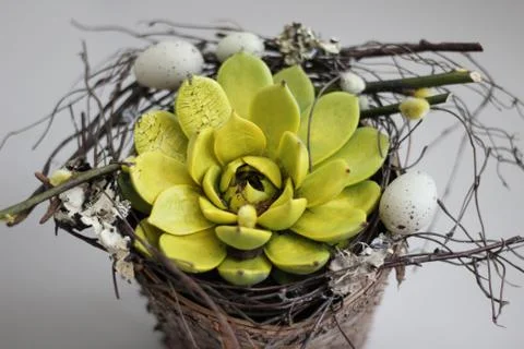 Flowers Stock Photos