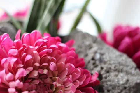 Flowers Stock Photos