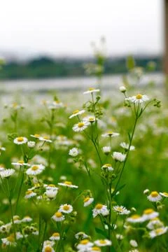 Flowers 写真素材