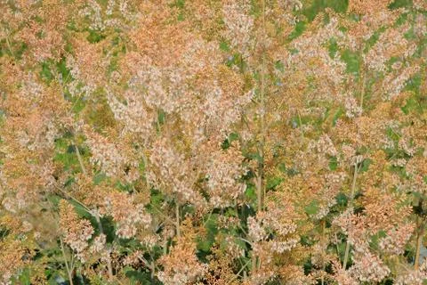 Flowers Stock Photos