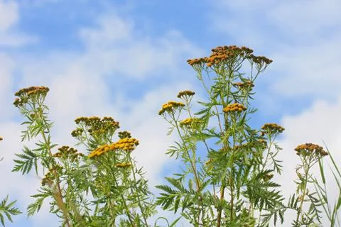 Flowers Stock Photos