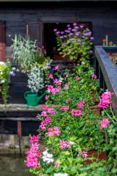 Flowers 스톡 사진