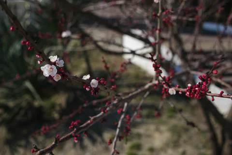 Flowers Stock Photos