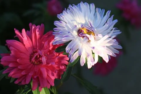 Flowers Stock Photos