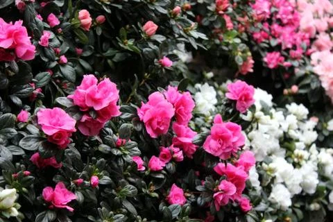 Flowers Stock Photos