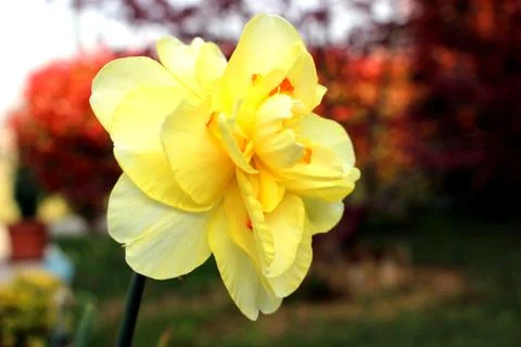 Flowers Stock Photos