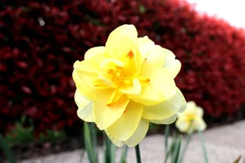 Flowers Stock Photos