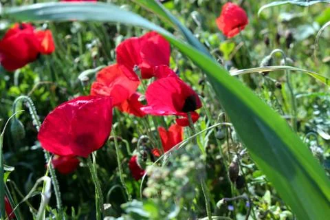 Flowers Stock Photos