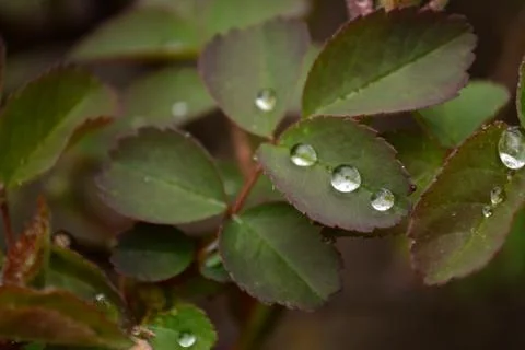 Flowers Stock Photos