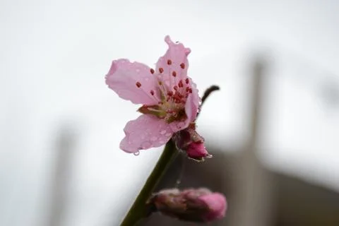 Flowers Stock Photos