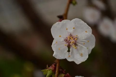 Flowers Stock Photos