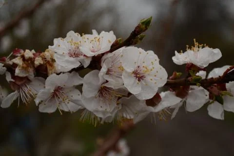 Flowers Stock Photos