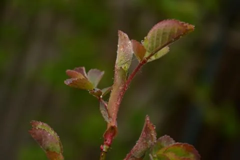 Flowers Stock Photos