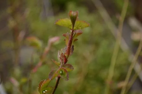 Flowers Stock Photos
