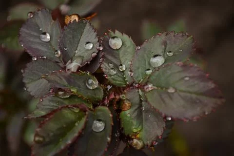 Flowers Stock Photos