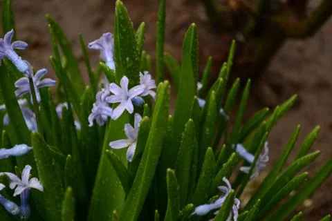 Flowers Stock Photos