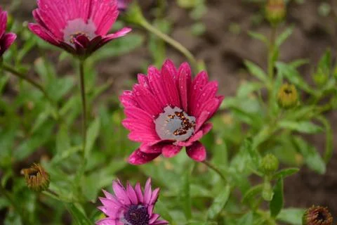 Flowers Stock Photos