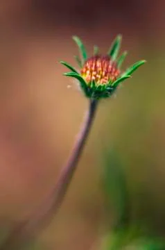 Flowers Stock Photos
