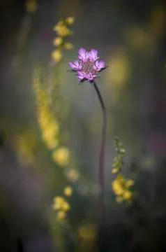 Flowers Stock Photos