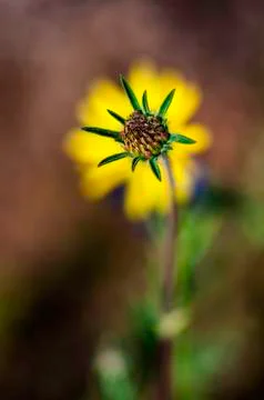 Flowers Stock Photos