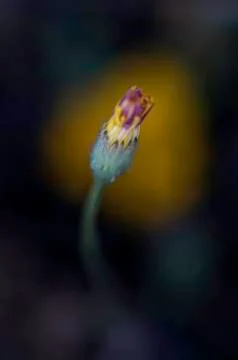 Flowers Stock Photos