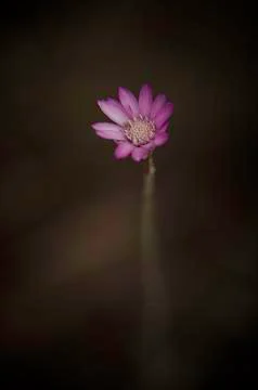 Flowers Stock Photos