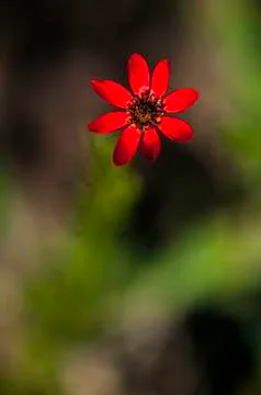 Flowers Stock Photos