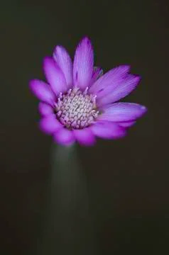 Flowers Stock Photos