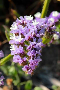 Flowers Stock Photos