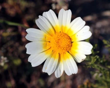 Flowers Stock Photos