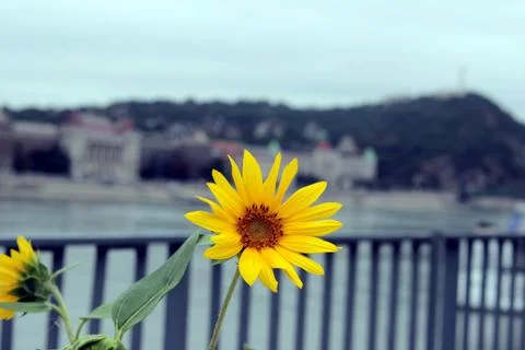 Flowers Stock Photos