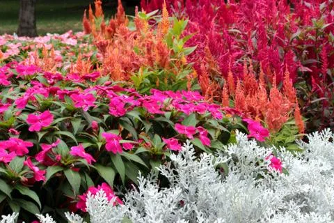 Flowers Stock Photos