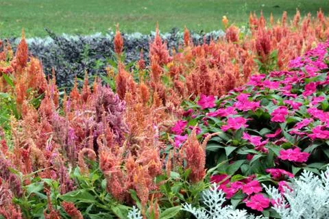 Flowers Stock Photos