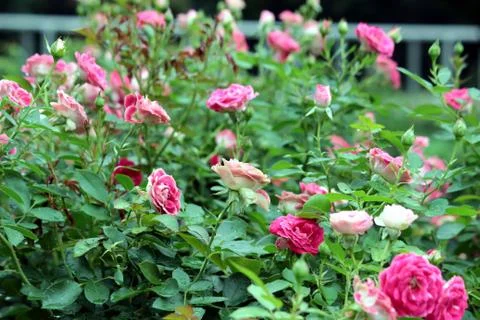 Flowers Stock Photos