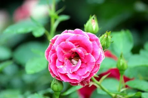 Flowers Stock Photos