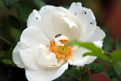 Flowers Stock Photos