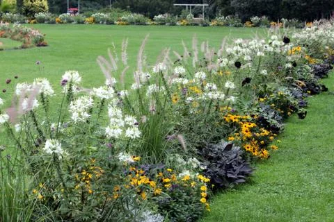 Flowers Stock Photos