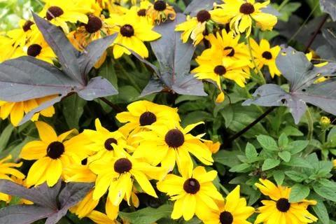 Flowers Stock Photos