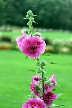 Flowers Stock Photos