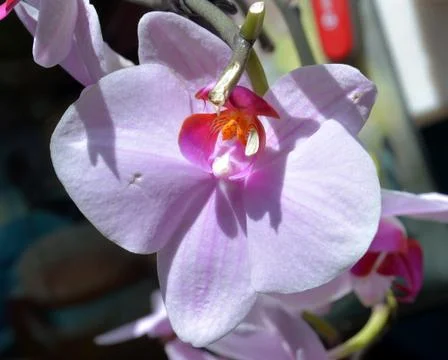 Flowers Stock Photos